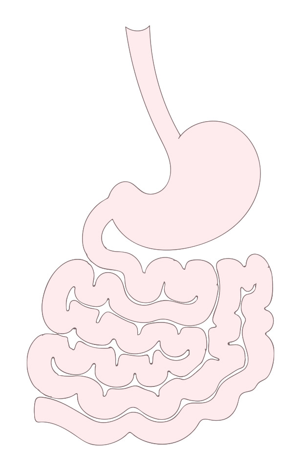 Gut Animation